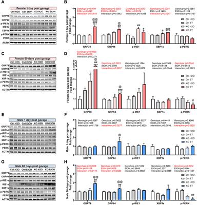 Sex-specific effects of alcohol on neurobehavioral performance and endoplasmic reticulum stress: an analysis using neuron-specific MANF deficient mice